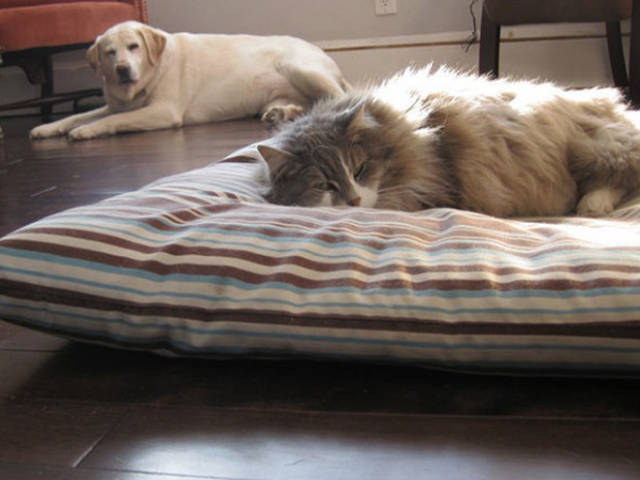 Poor Dogs Can’t Do Sh!T When A Cat Invades Their Bed