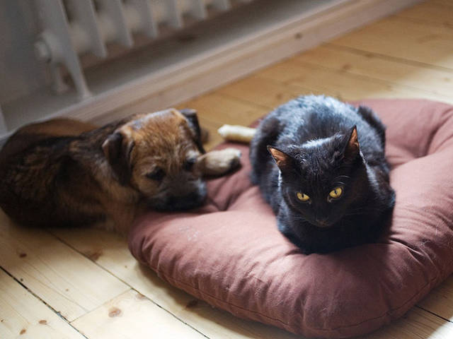 Poor Dogs Can’t Do Sh!T When A Cat Invades Their Bed
