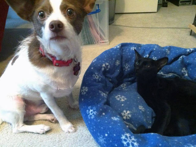 Poor Dogs Can’t Do Sh!T When A Cat Invades Their Bed