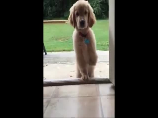 A 3-Legged Puppy vs A Single Stair