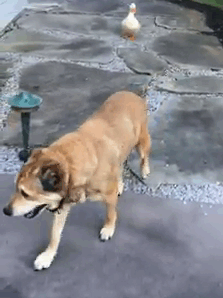 This Dog Was Very Depressed After He Lost His Friend, But Then…