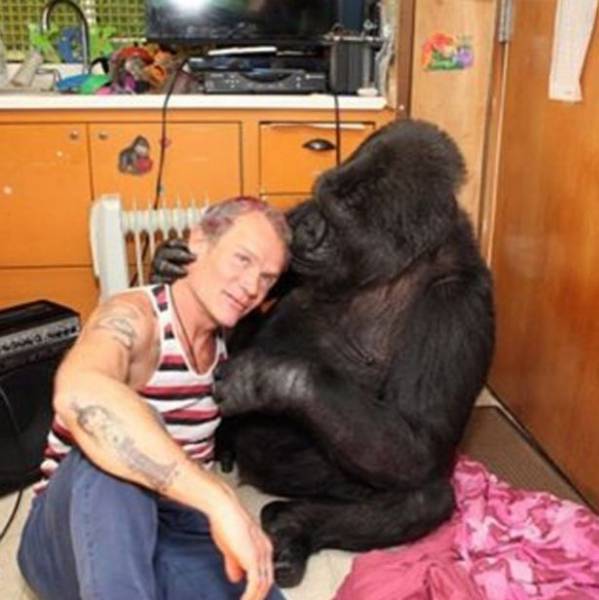 Bassist Of Red Hot Chili Peppers Befriended A Gorilla Named Koko