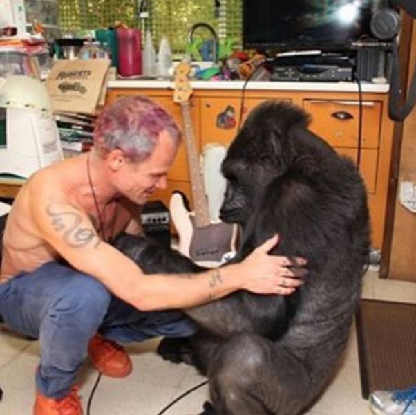 Bassist Of Red Hot Chili Peppers Befriended A Gorilla Named Koko