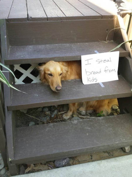 Funny And Clever Dog Pet Shaming