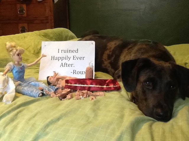 Funny And Clever Dog Pet Shaming