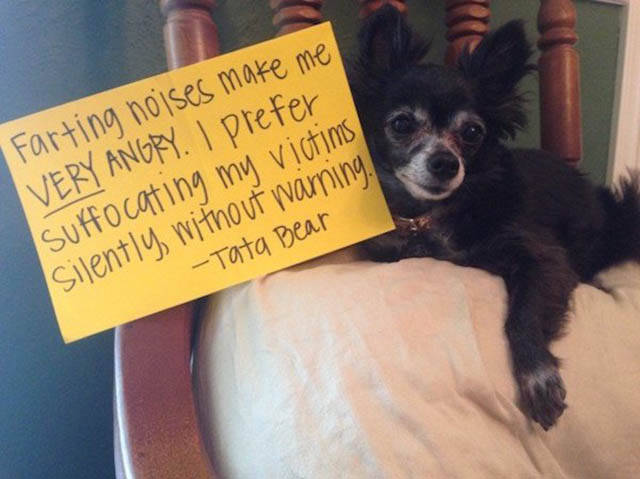 Funny And Clever Dog Pet Shaming