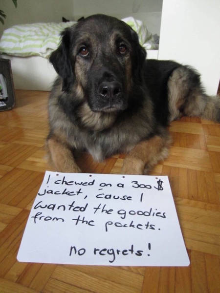 Funny And Clever Dog Pet Shaming