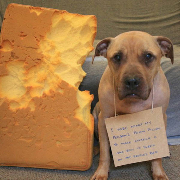 Funny And Clever Dog Pet Shaming