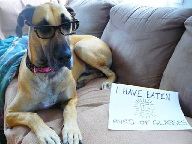 Funny And Clever Dog Pet Shaming