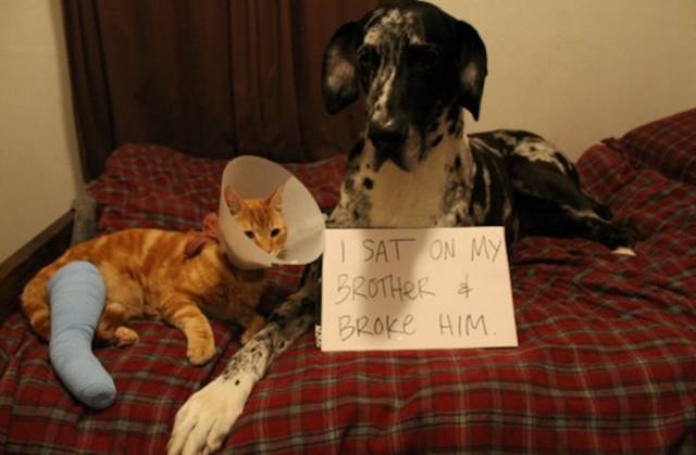 Funny And Clever Dog Pet Shaming