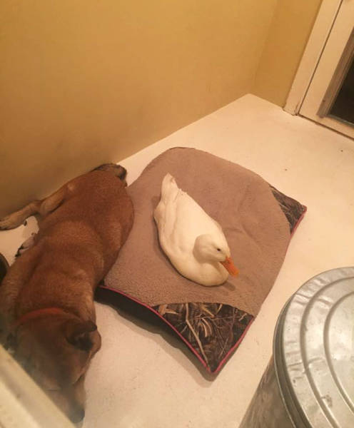 This Dog Was Very Depressed After He Lost His Friend, But Then…