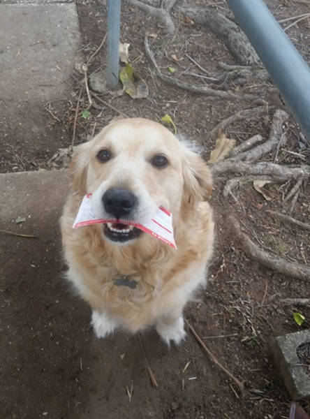 Dog Loves To Receive Mail So Much That A Good Guy Mailman Makes Special Deliveries Just For Her