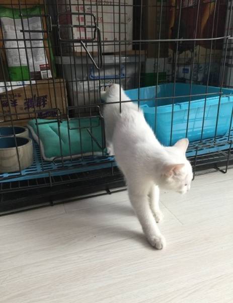 This Kitty Made A Sneaky ‘Prison Break’