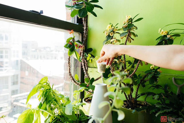 Girl Grows More Than 500 Plant In Her Apartment