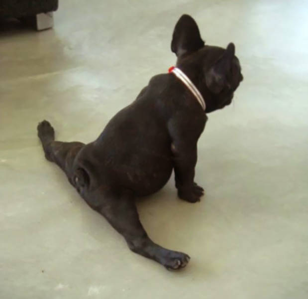 These Animals Were Born To Do Yoga
