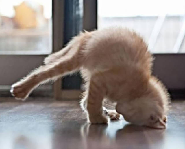 These Animals Were Born To Do Yoga
