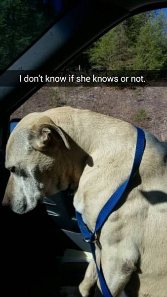 Girl Documents The Last Day With Her Dog With Snapchats And It’s Heartbreaking