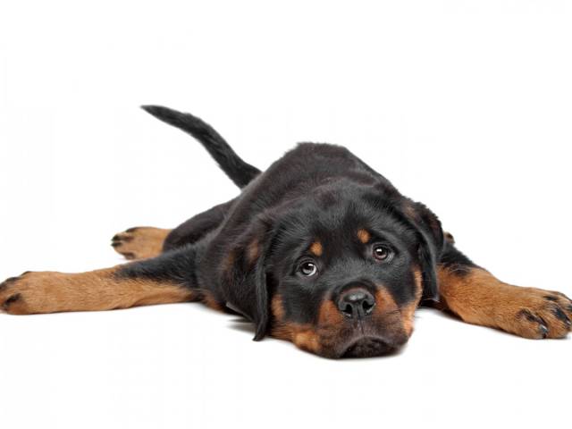 Ranking Of The Least Active Dog Breeds In America