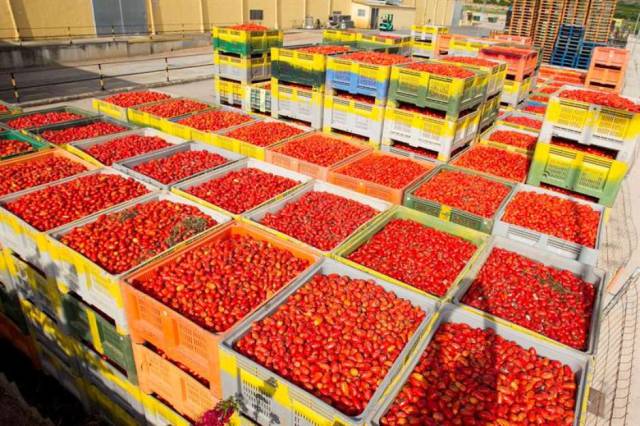 La Tomatina: Huge Tomato Fight In Spain