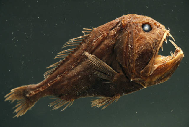 Monstrous Creatures That Lurk In The Depths Of The Ocean
