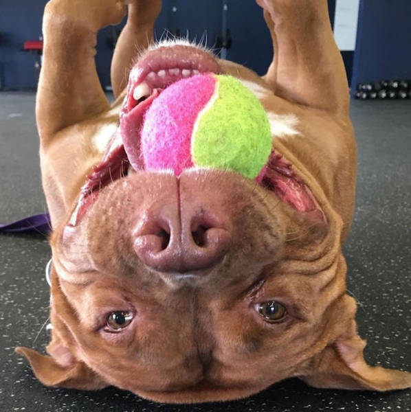 This Adopted Rescue Pit Bull Can’t Stop Smiling