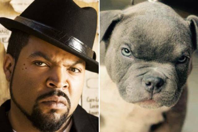 Celebrities And The Dogs That Look Exactly Like Them