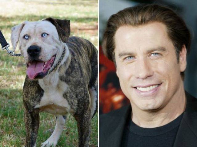 Celebrities And The Dogs That Look Exactly Like Them