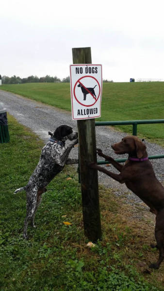 A Few Hard-Core Rebels of Society A Few Hard-Core Rebels of Society