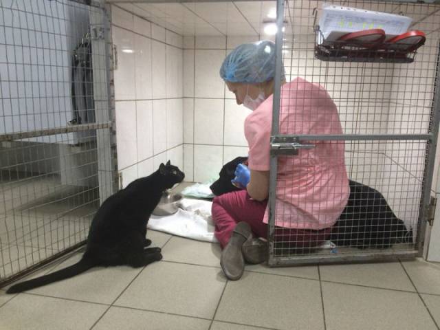 Rescue Cat Works As A Nurse And Helps Heal Other Animals