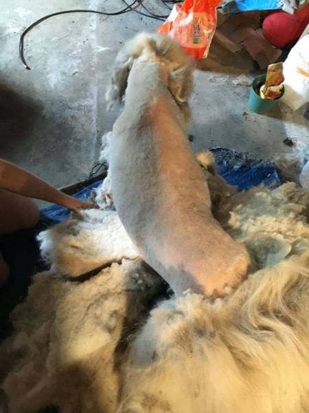 A Dog Trapped In A Barn For 7 Years Gets Rescued And Gets A Well Deserved Haircut
