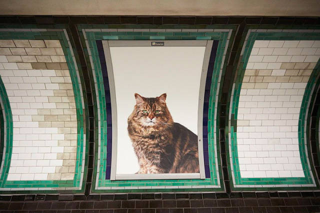 Cats Are Everywhere In The London Subway