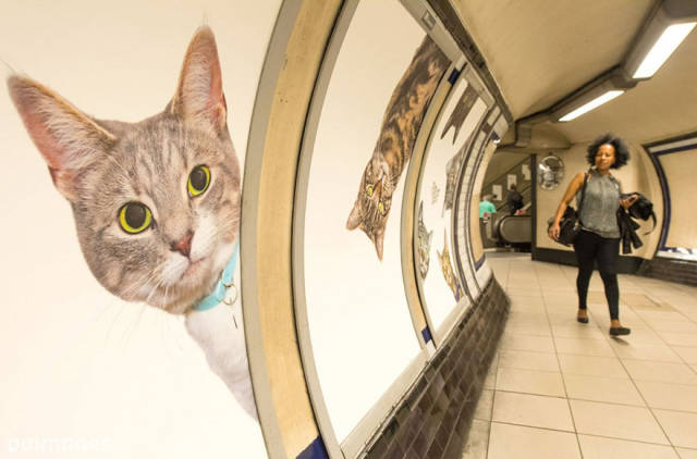 Cats Are Everywhere In The London Subway