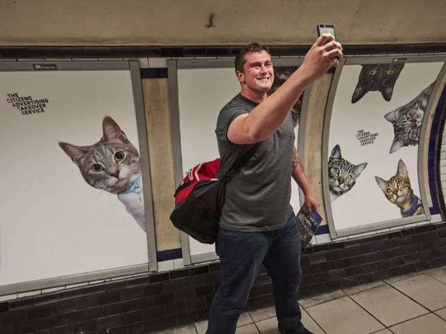 Cats Are Everywhere In The London Subway