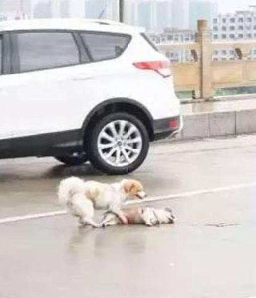 Poignant Photos Of A Dog Who Stands Guard Over His Friend Hit By A Car