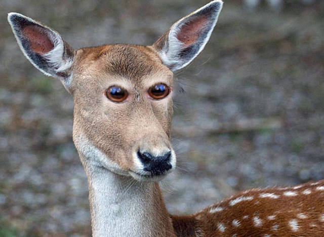 Animals Would Look Super Creepy If Their Eyes Were Right At The Front