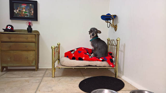 Woman Built A Cute Tiny Bedroom For Her Tiny Dog