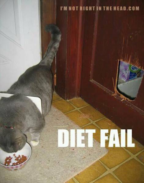 Funny Diet Fails That Anyone Can Relate To