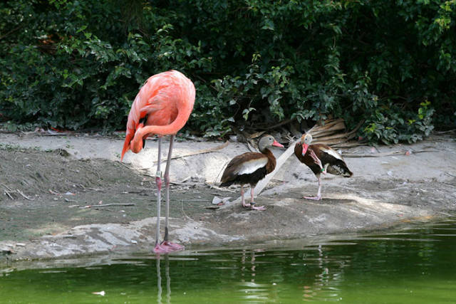 Somehow These Ducks Believe They’re Flamingos