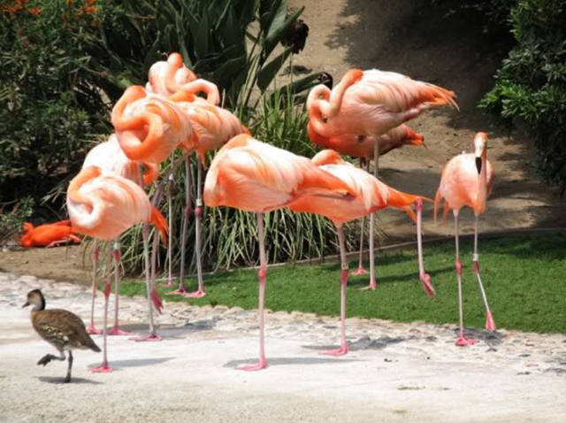 Somehow These Ducks Believe They’re Flamingos