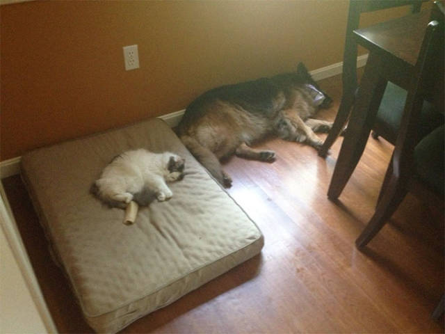 Cats Steal Dogs’ Beds And Don’t Give A F#uck