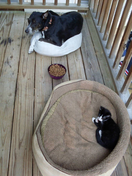 Cats Steal Dogs’ Beds And Don’t Give A F#uck