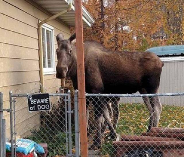 Things That Can Happen Only In Canada