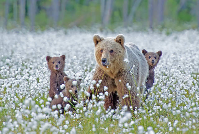 Absolutely Adorable Pictures Of Mommy And Baby Bears