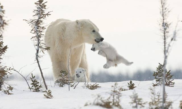 Absolutely Adorable Pictures Of Mommy And Baby Bears Absolutely Adorable Pictures Of Mommy And Baby Bears