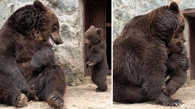 Absolutely Adorable Pictures Of Mommy And Baby Bears