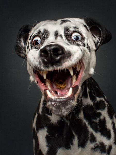 Dogs’ Faces Are Hilarious When They Try To Catch Treats Mid-Air