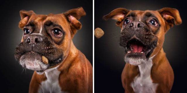 Dogs Faces Are Hilarious When They Try To Catch Treats