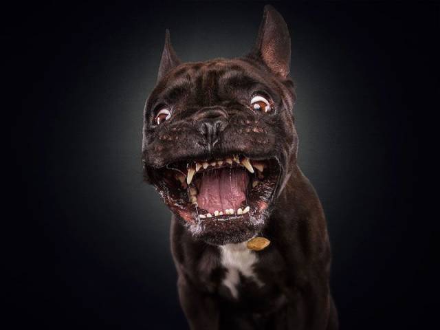 Dogs’ Faces Are Hilarious When They Try To Catch Treats Mid-Air