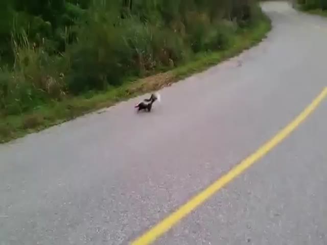 A Guy Rescues A Skunk With A Can Stuck On Its Head