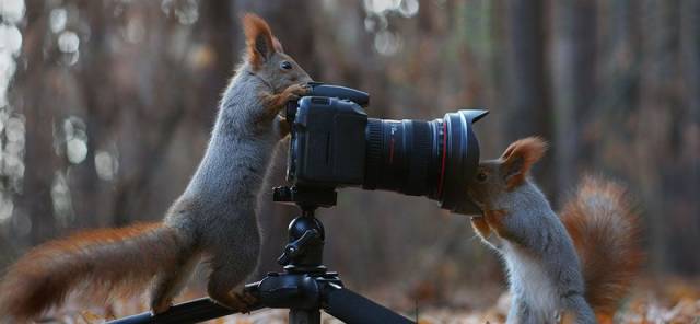 One Of The Cutest Photo Shoots With Squirrels